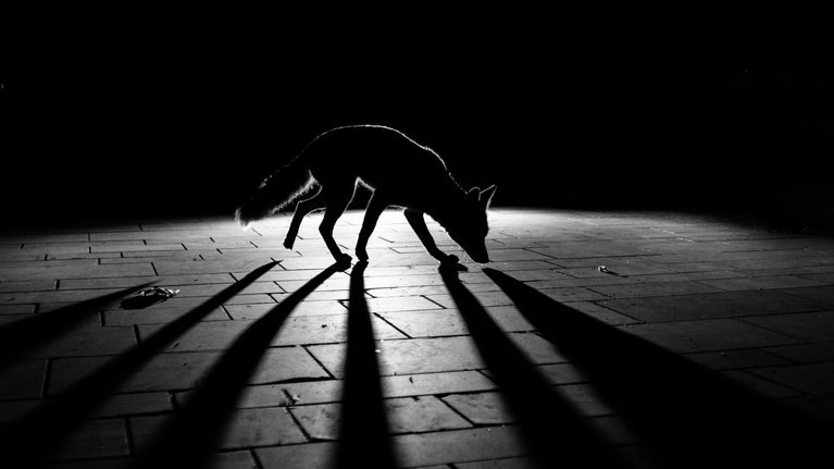 A black and white photo of a fox walking in the centre of the image